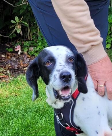 frhliche Setter-Beagle-Mix-Hndin (Tierschutz)
