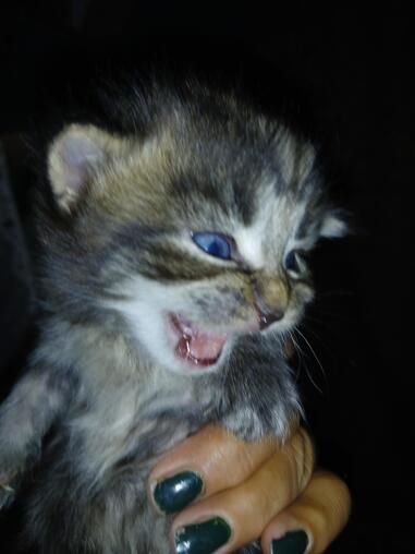 Maine-Coon-Kitten
