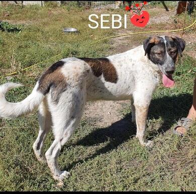 Sebi mchte dein Herz erobern!