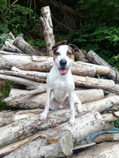 Benksy sucht sein Zuhause