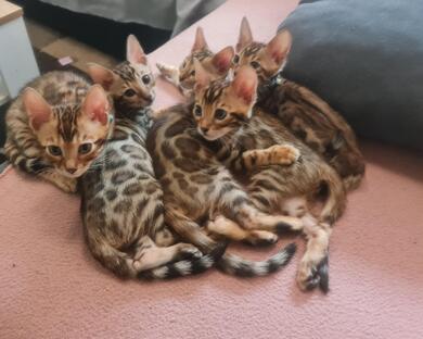 Reinrassige Bengalkitten mit Stammbaum