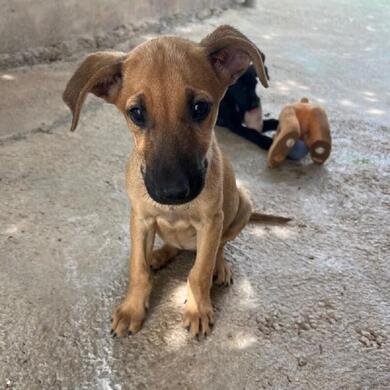 Pflegestellen fr Welpen ab 27.09. gesucht (Tierschutz)
