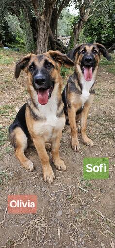 Sofi und Olivia, 5.5 Monate suchen ihre Familien!
