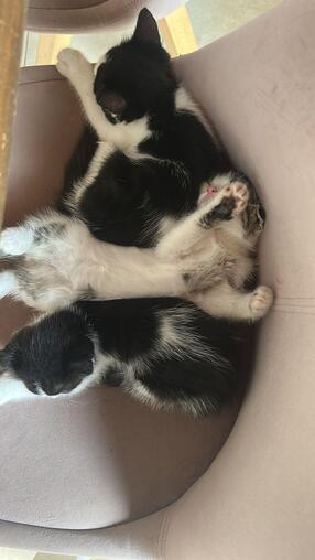 12 Wochen altes Ktzchen abzugeben. Hunde und Kinder gewhnt