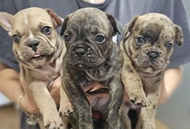 FRENCH BULLDOGGE WELPEN