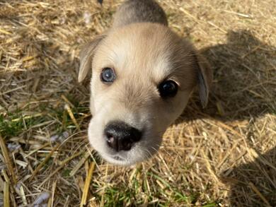 Hundewelpen Rhodesien Ridgeback/Labrador Husky Mix