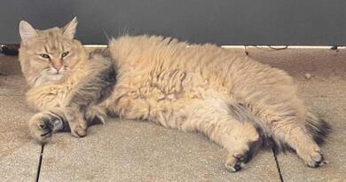 Katze Pasta seit 31.08.2025 vermisst.