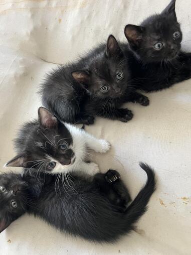 Drei Katzenbabys abzugeben, ab 15. Oktober