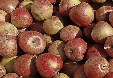 pfel, Birnen, zum Selbstpflcken