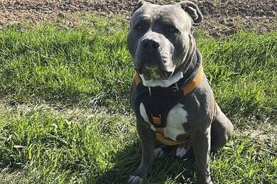 American Bulldog, Rde, 3 J.