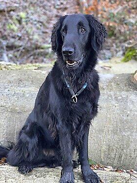 Ari: rr Flat Coated Retriever,