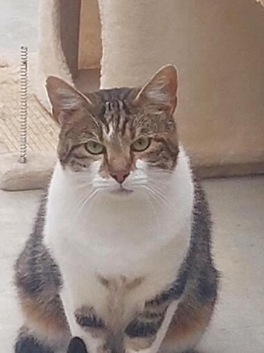 Zuhause gesucht