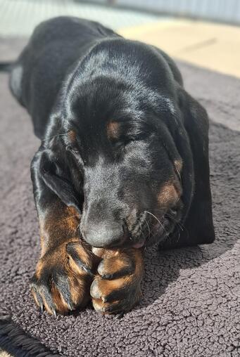 Black and Tan Coonhound Welpe Hndin mit Ahnentafel