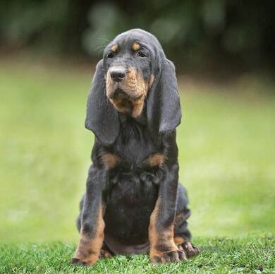 Black and Tan Coonhound Welpen Hndin mit Ahnentafel