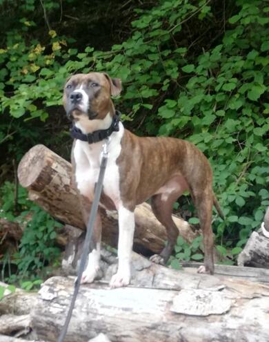 Am. Bulldog Mix sucht sein Zuhause
