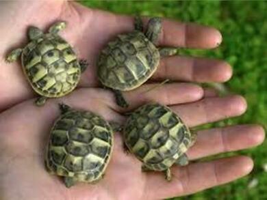 Griechische Landschildkrten