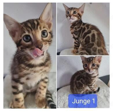 Reinrassiger Bengalkaterchen mit Stammbaum abgabebereit