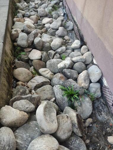 Rheinwacken zum verschenken