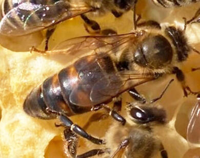 Carnica Kniginnen F1 zu verkaufen / Imker / Bienen