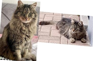 Kater TIGER immer noch schmerzlich vermisst