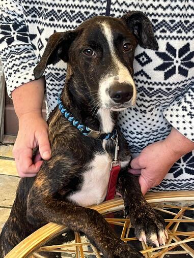 hbscher, verschmuster Welpe 5 Mo.