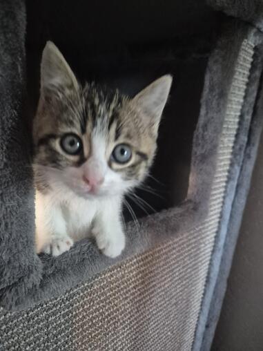 Diverse Erwachsene Katzen und kitten suchen ein neues Zuhause