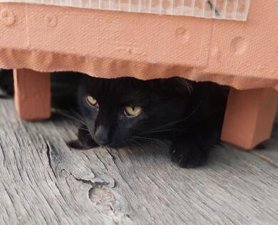 David der kleine Kmpfer sucht ein Fr-Immer-Zuhause (als Wohnungskater)