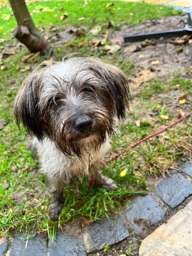 kleiner Wuschel-Mix (Tierschutz)