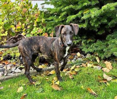 wunderschne, elegante rotgestromte Welpen (Tierschutz)