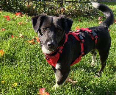 freundliche, kleine Hndin (Tierschutz)