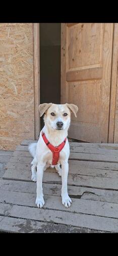 Theo die zarte Seele