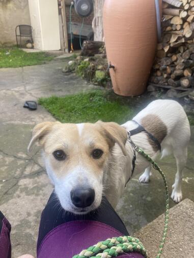 Theo die zarte Seele