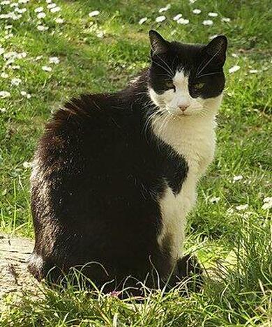 Katze (Jacky) vermisst