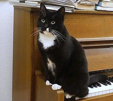 Weibliche Katze, schwarz