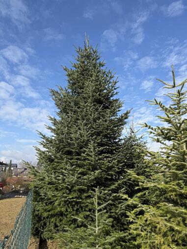 Tannenbaum ca. 6 Meter
