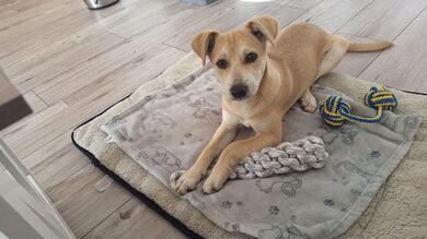 Tierschutzhund Linus