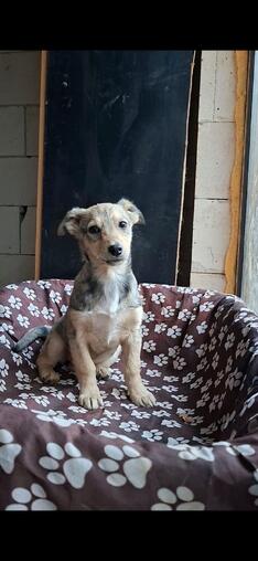 Suna und Pearl stellen sich vor