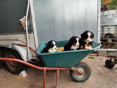 Verkaufe reinrassige Berner Sennen Welpen