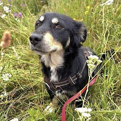 Thea, 4 J., 39cm, 17kg, sucht