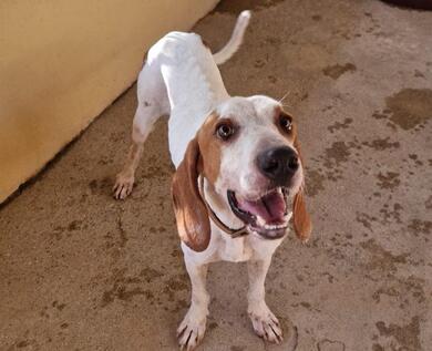 Roger 3,5 Jahre alt sucht neuen Wirkungskreis