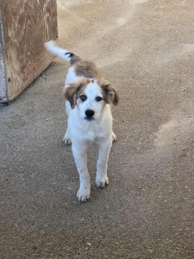 Rubino 4 Monate sucht ein Zuhause