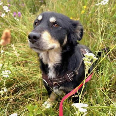 Liebe 4 j. Hndin Thea in Binzen sucht ihre Menschen