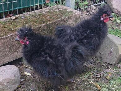 2 junge Zwergseiden Hhne in gute Hnde abzugeben