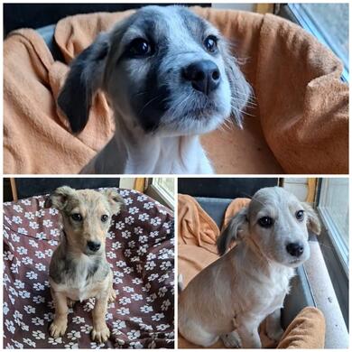 Se Welpen suchen ein warmes Krbchen