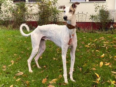 anschmiegsamer, sanfter Galgo Espaniol (Tierschutz)