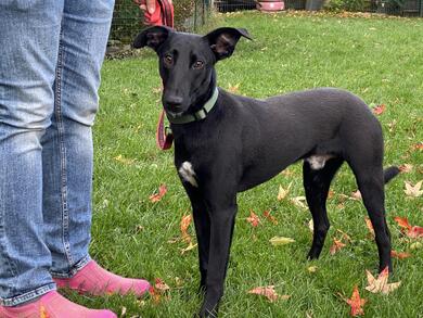hbscher Jungrde Parry (Tierschutz)