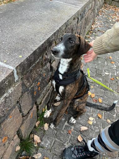 eleganter, rotgestromter Rde, 6 Mo. (Tierschutz)