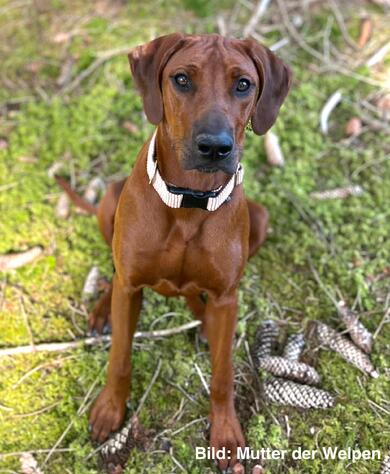 Rhodesian Ridgeback Welpen