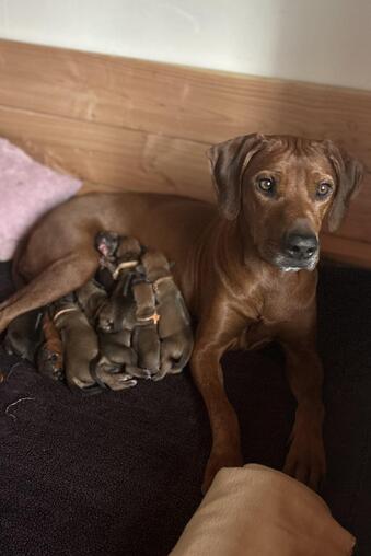 Rhodesian Ridgeback Welpen