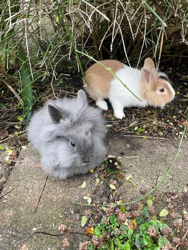 2 sch�ne Zwergkaninchen (